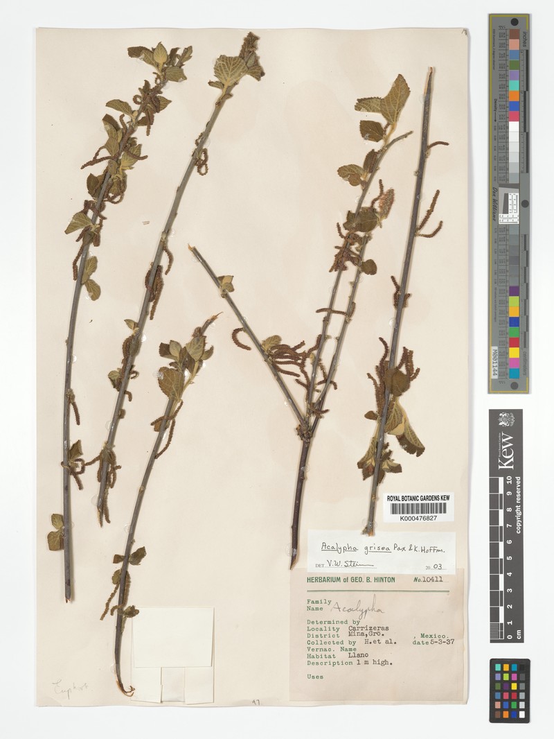 Acalypha grisea photo 7
