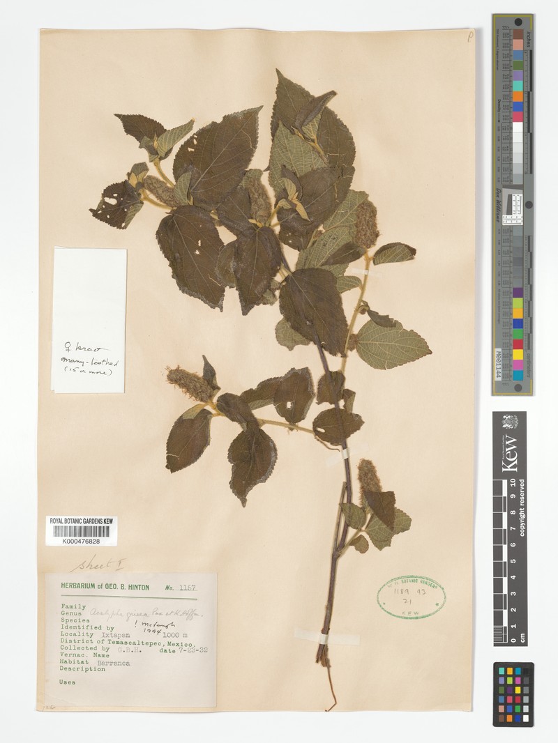 Acalypha grisea photo 8