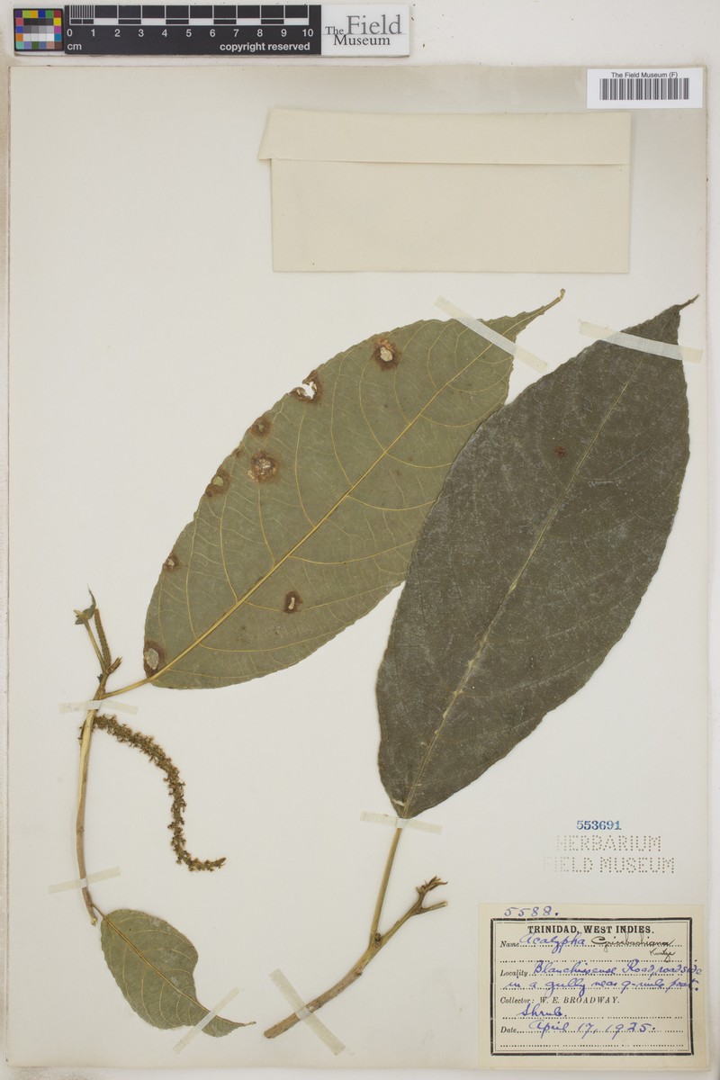 Acalypha grisebachiana
