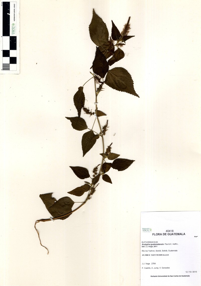 Acalypha guatemalensis