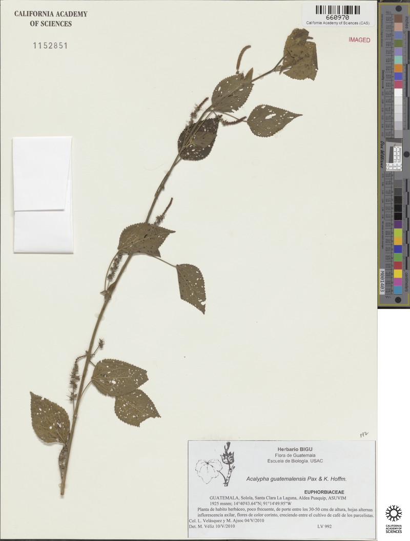 Acalypha guatemalensis photo 2