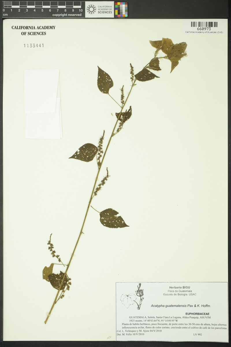 Acalypha guatemalensis photo 3