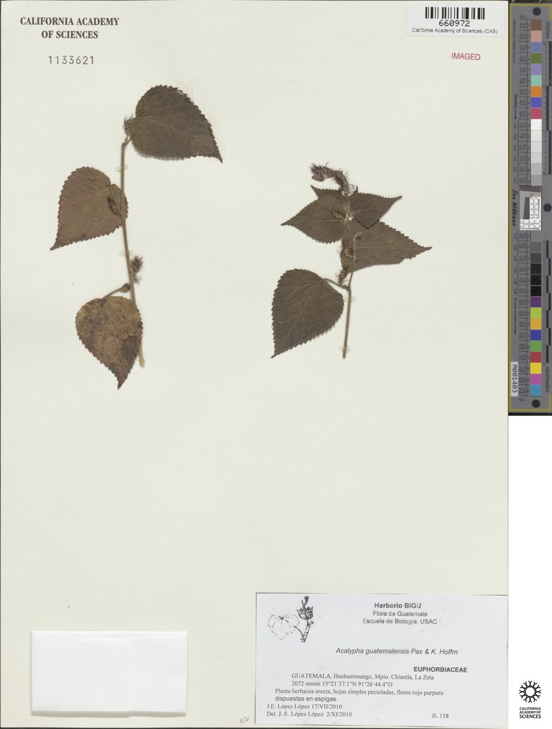 Acalypha guatemalensis photo 4