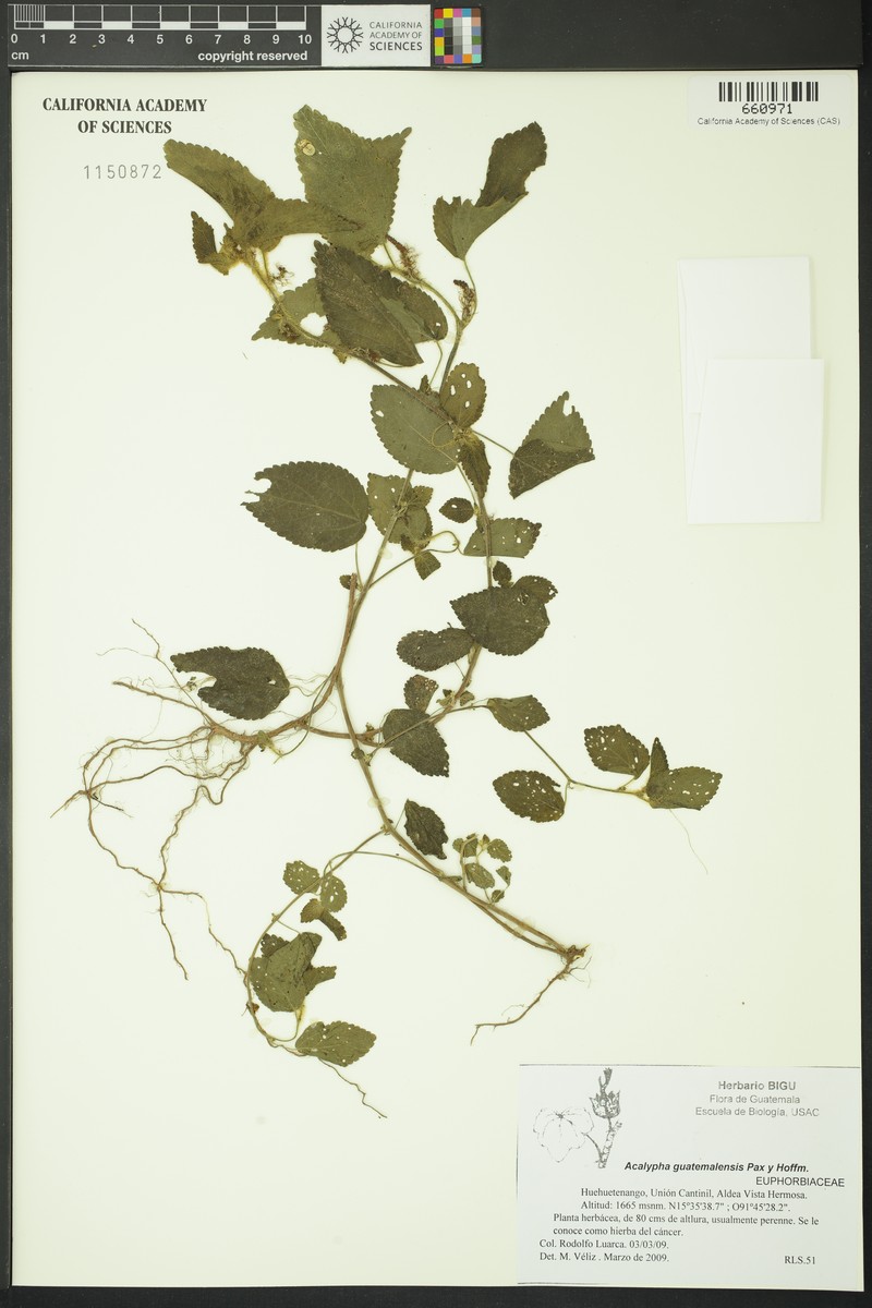 Acalypha guatemalensis photo 5