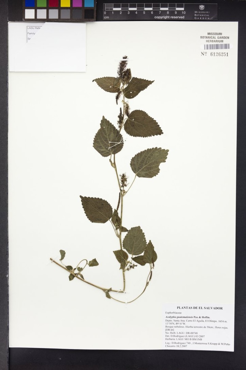 Acalypha guatemalensis photo 6