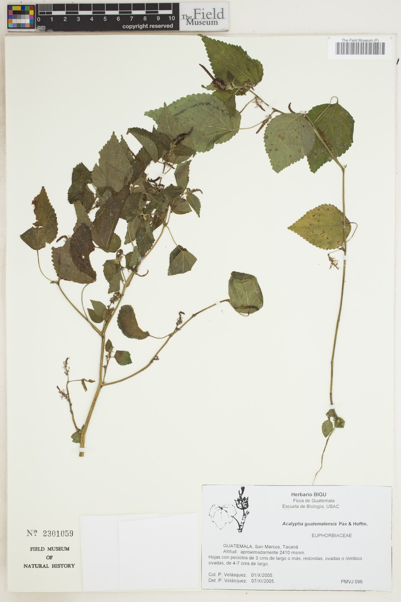 Acalypha guatemalensis photo 7