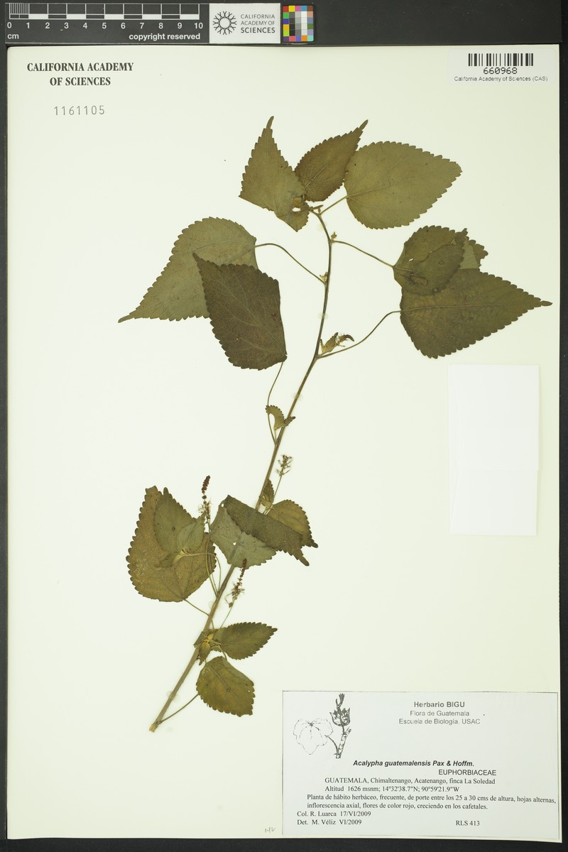Acalypha guatemalensis photo 8