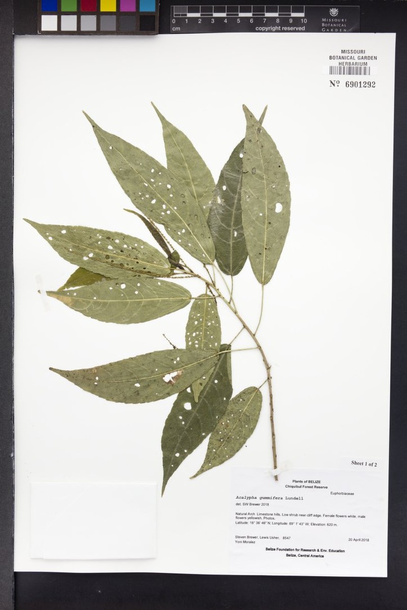 Acalypha gummifera