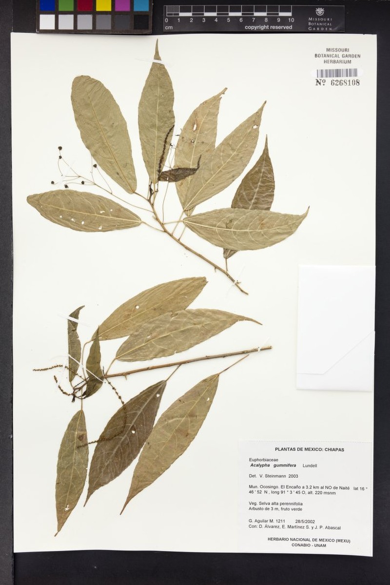 Acalypha gummifera photo 2