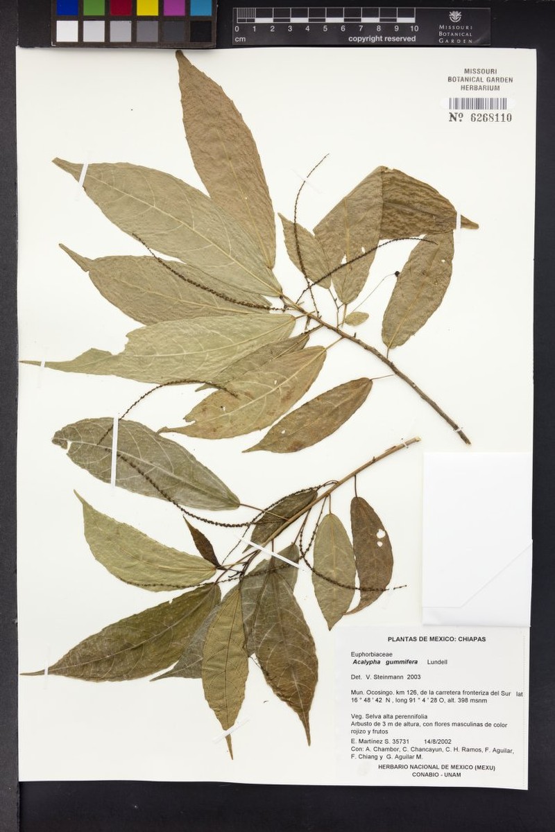 Acalypha gummifera photo 3