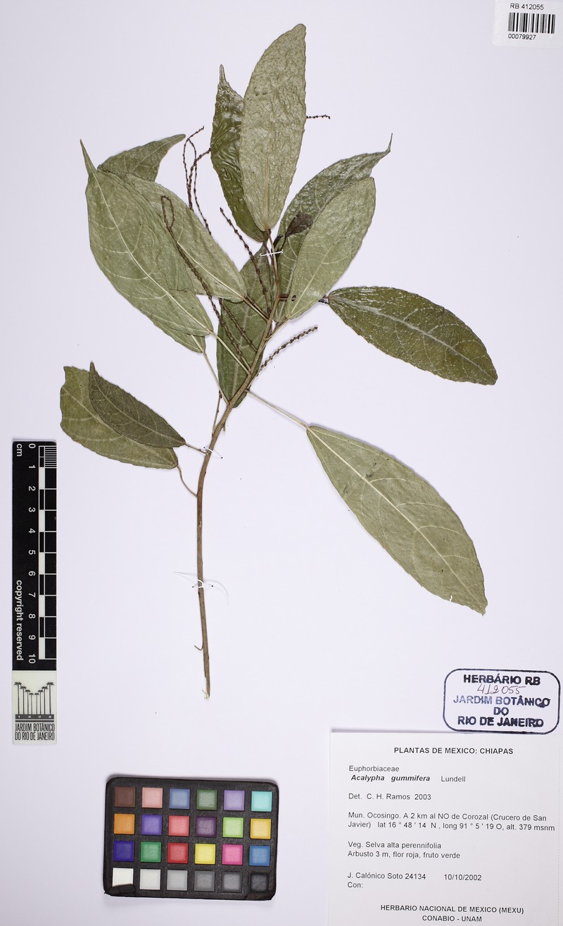 Acalypha gummifera photo 4