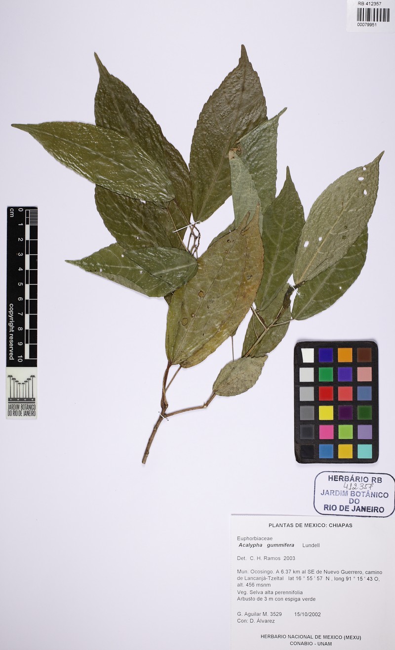 Acalypha gummifera photo 5