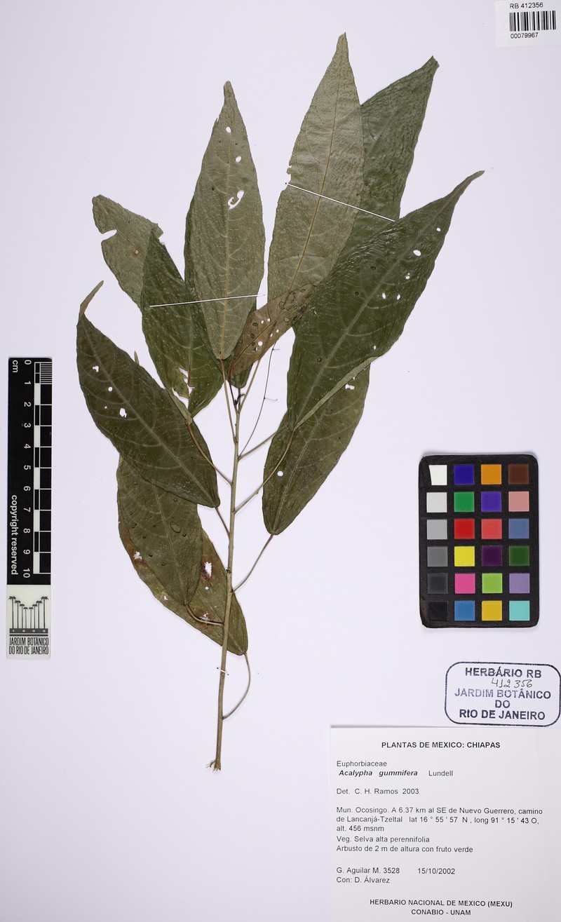 Acalypha gummifera photo 6
