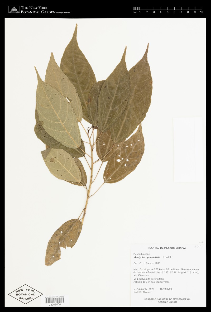 Acalypha gummifera photo 7