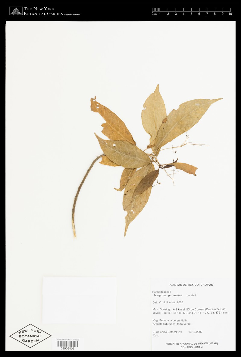 Acalypha gummifera photo 8
