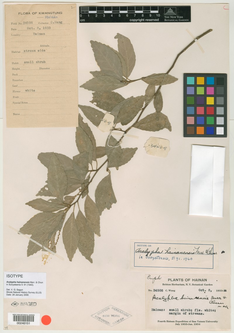 Acalypha hainanensis