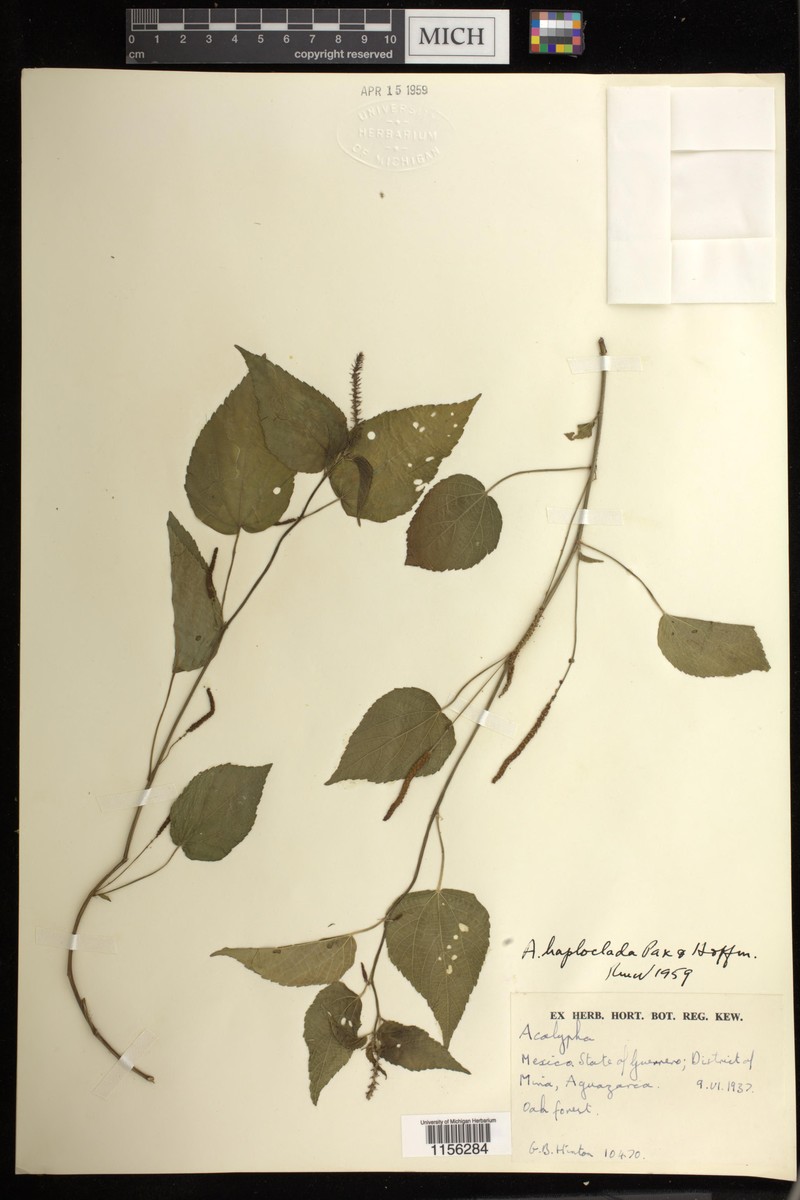 Acalypha haploclada
