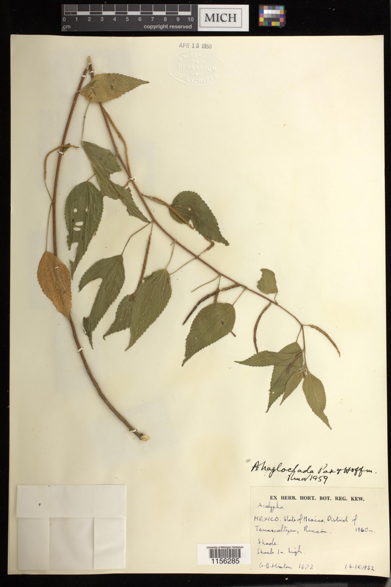 Acalypha haploclada photo 2
