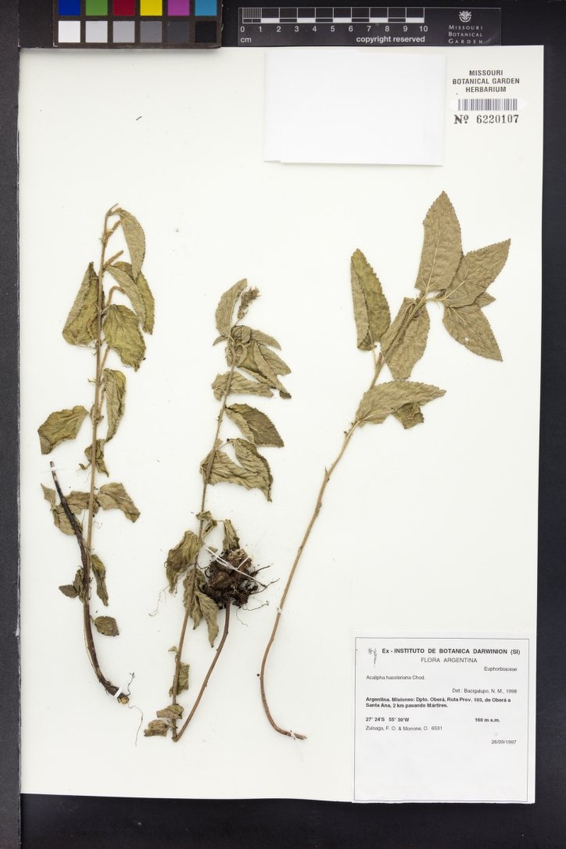 Acalypha hassleriana