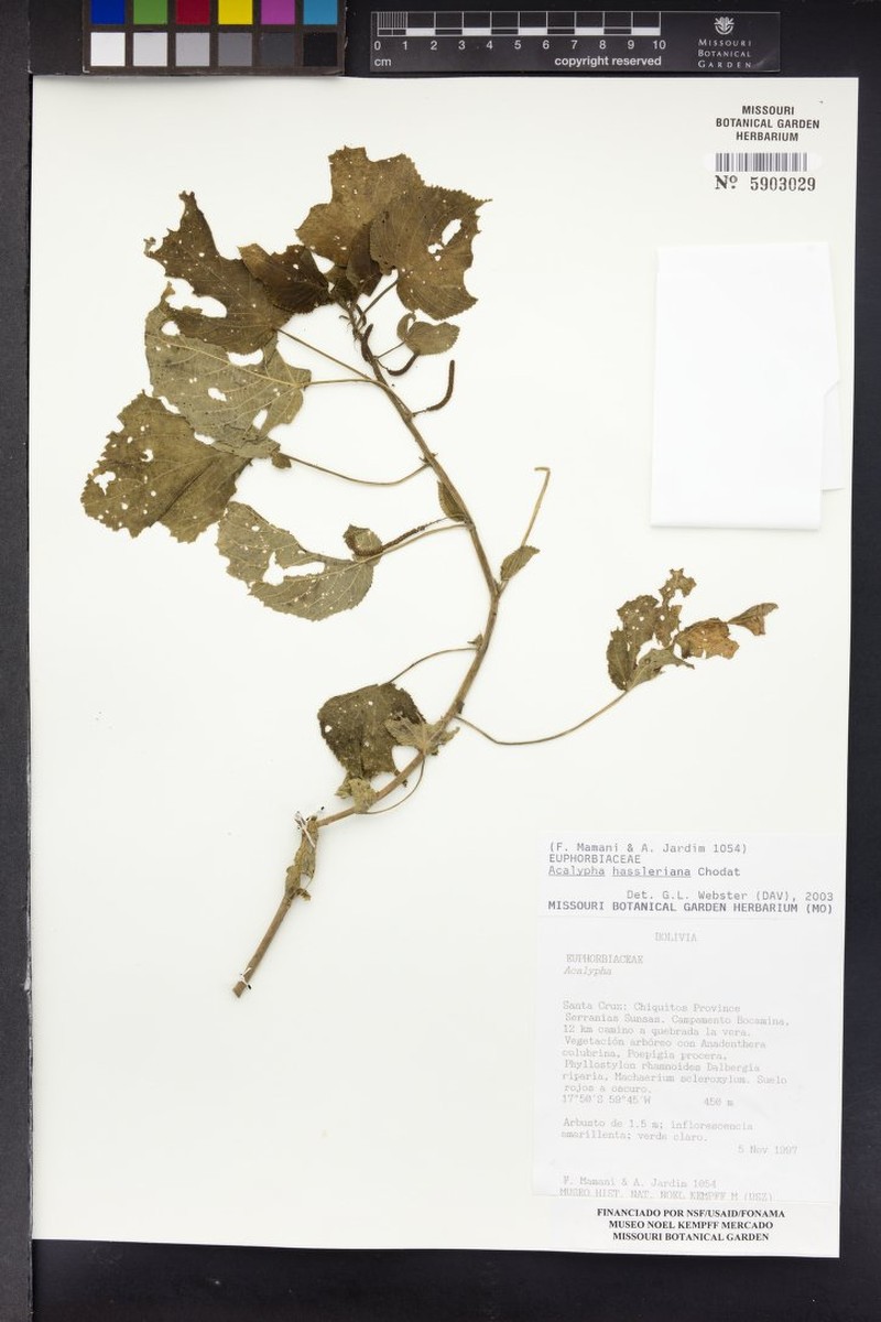 Acalypha hassleriana photo 2