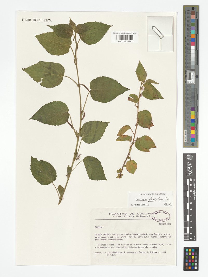 Acalypha hassleriana photo 3