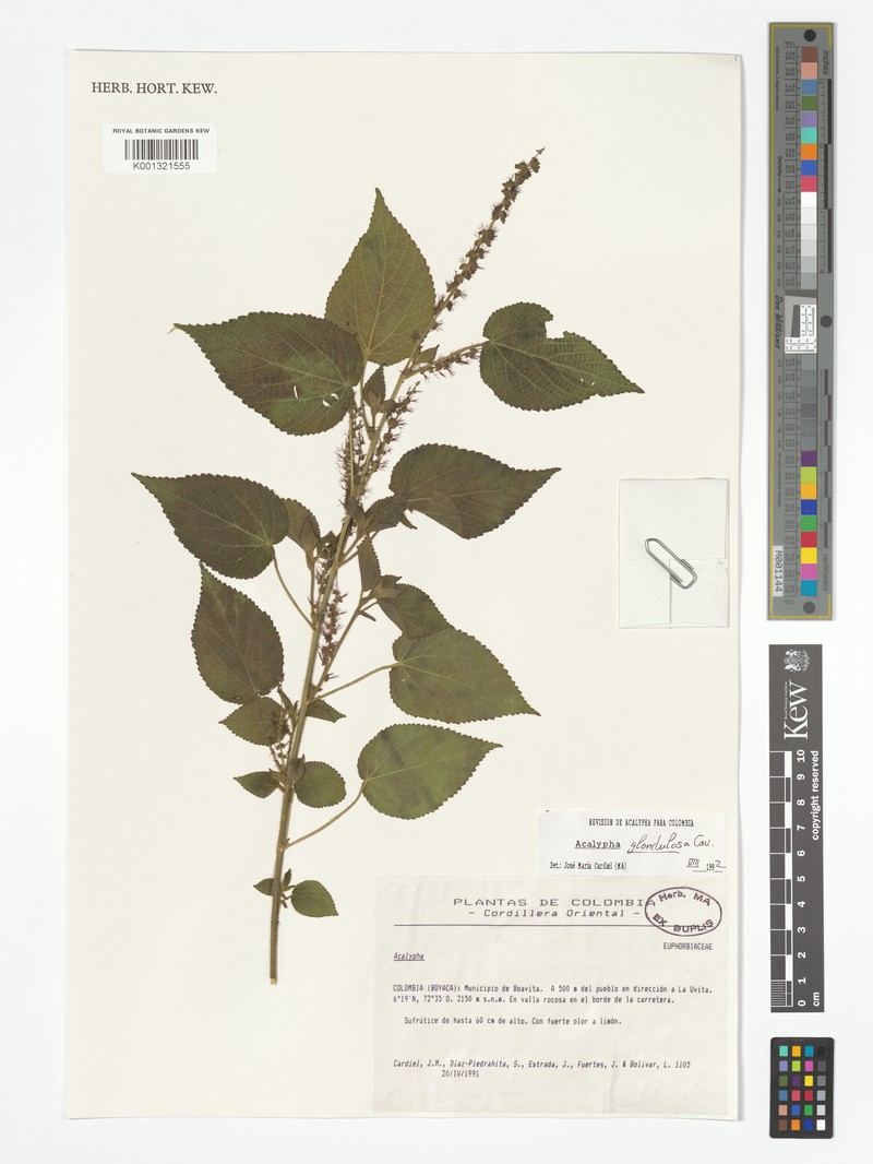 Acalypha hassleriana photo 4