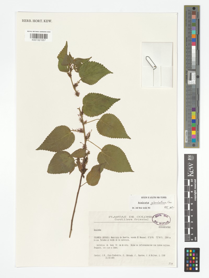 Acalypha hassleriana photo 5