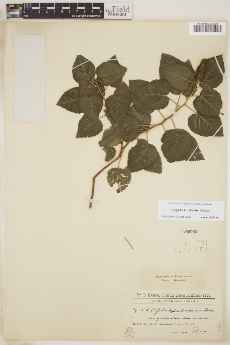Acalypha hassleriana photo 6