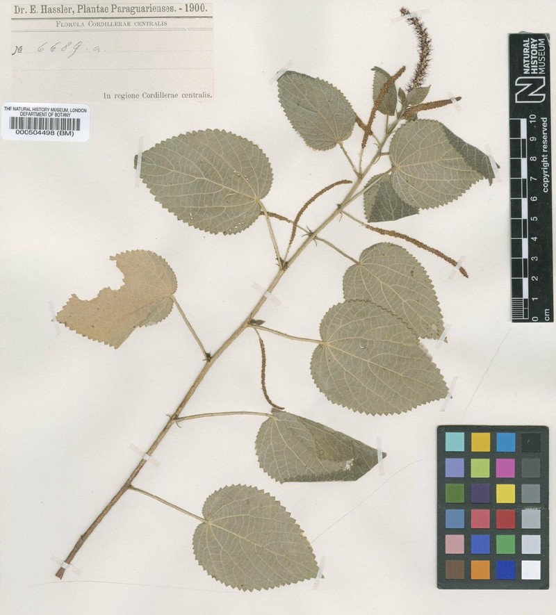 Acalypha hassleriana photo 7
