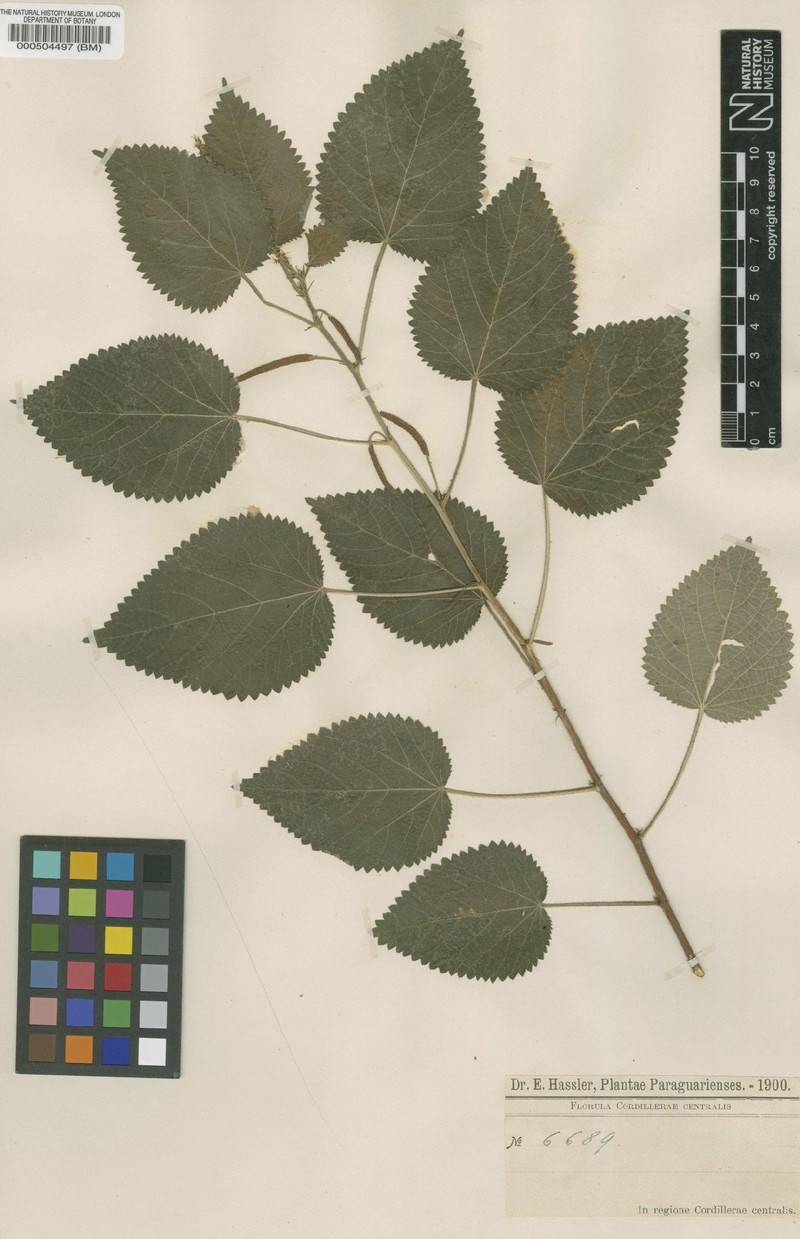 Acalypha hassleriana photo 8
