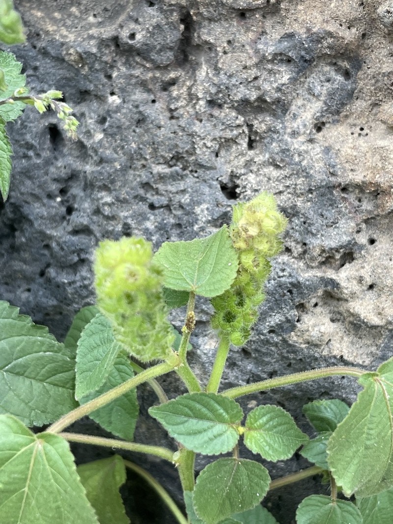Acalypha havanensis