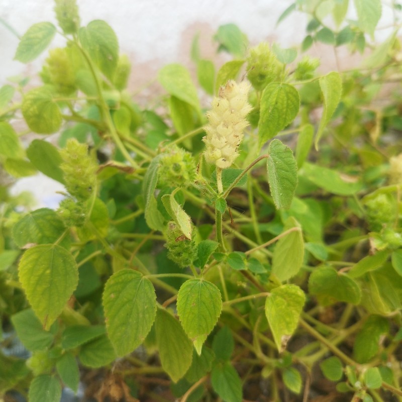 Acalypha havanensis photo 2