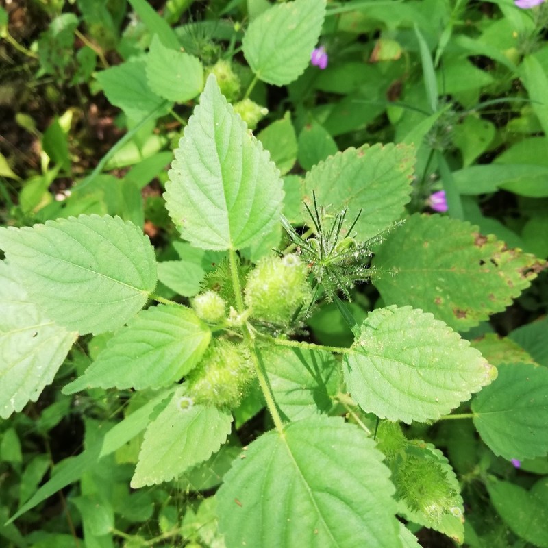 Acalypha havanensis photo 3
