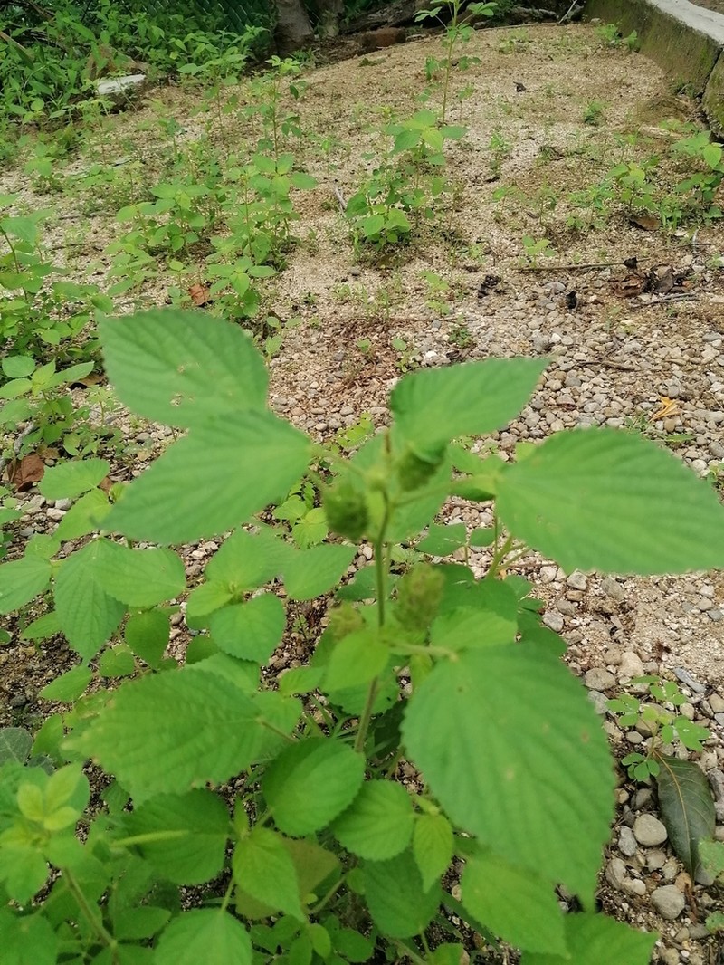 Acalypha havanensis photo 4