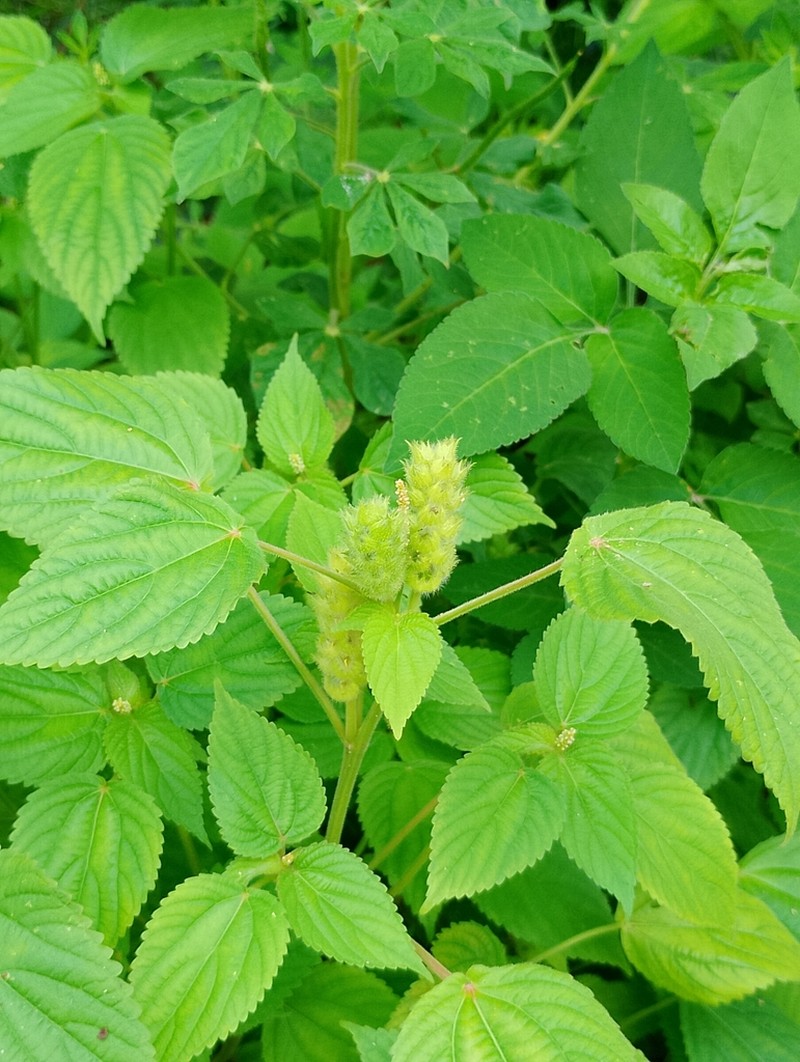 Acalypha havanensis photo 5