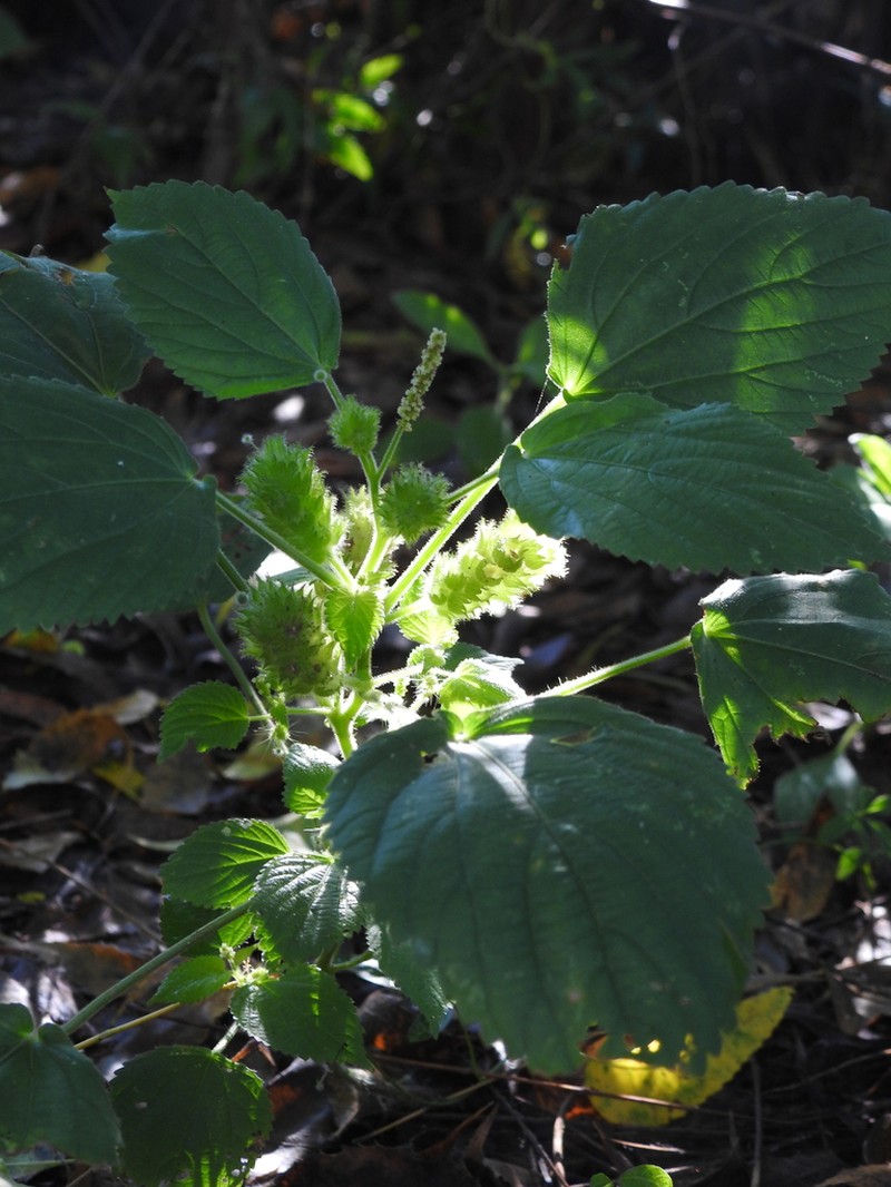 Acalypha havanensis photo 6