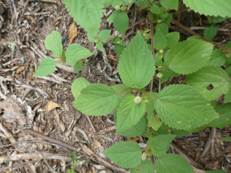 Acalypha havanensis photo 7