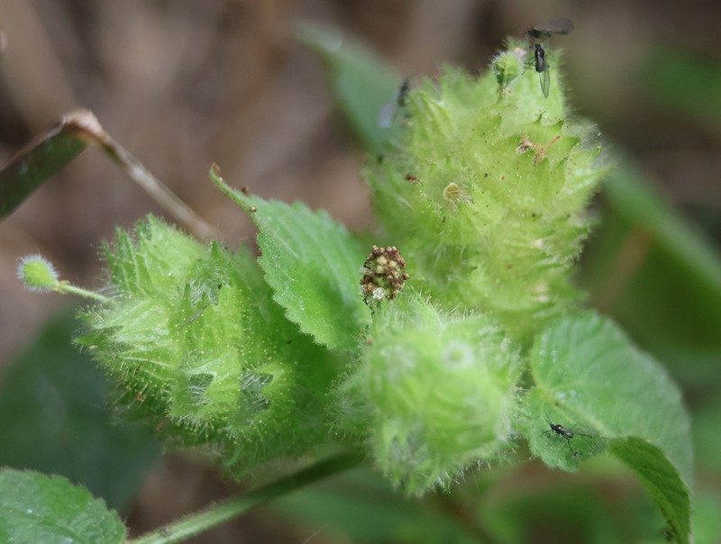 Acalypha havanensis photo 8