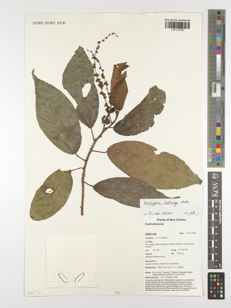 Acalypha hellwigii