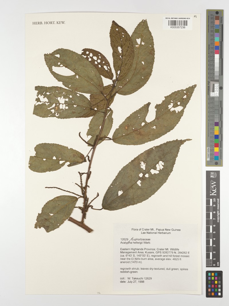Acalypha hellwigii photo 2