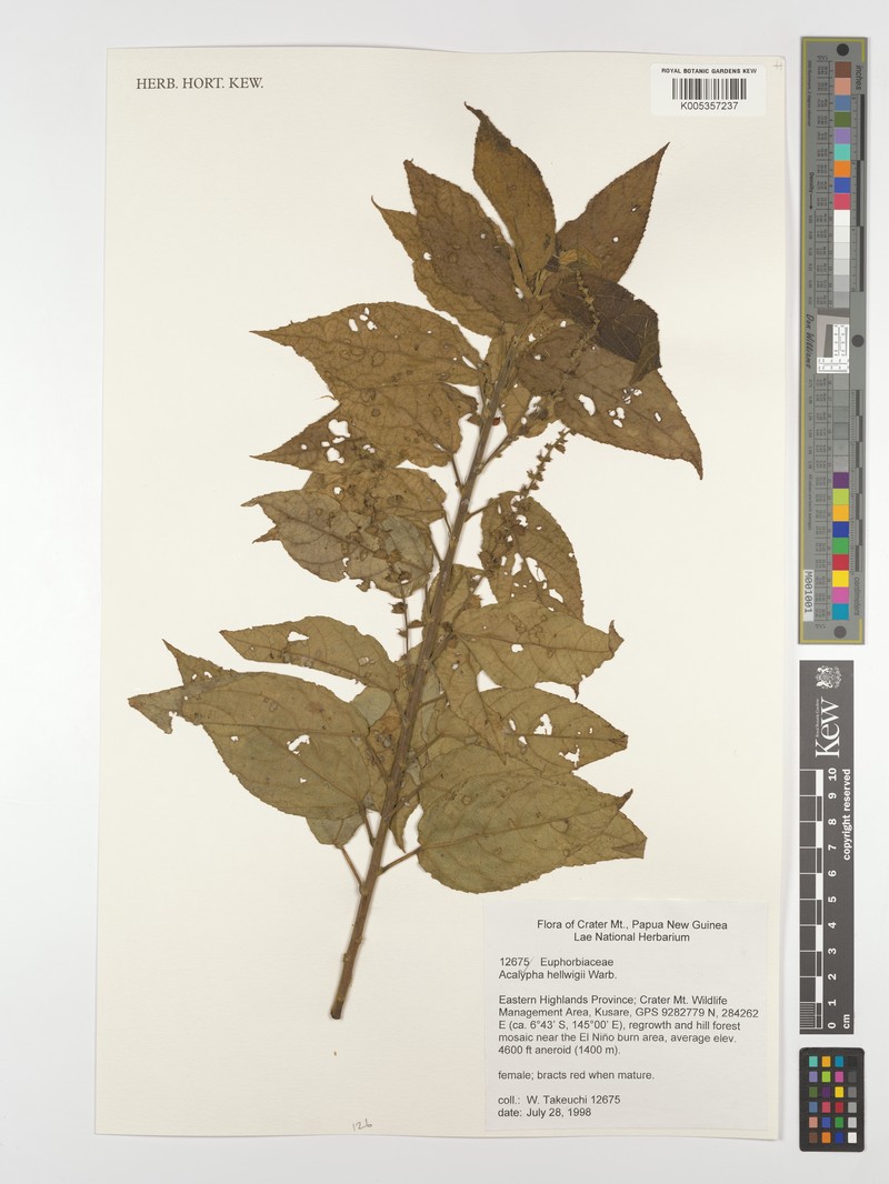 Acalypha hellwigii photo 3