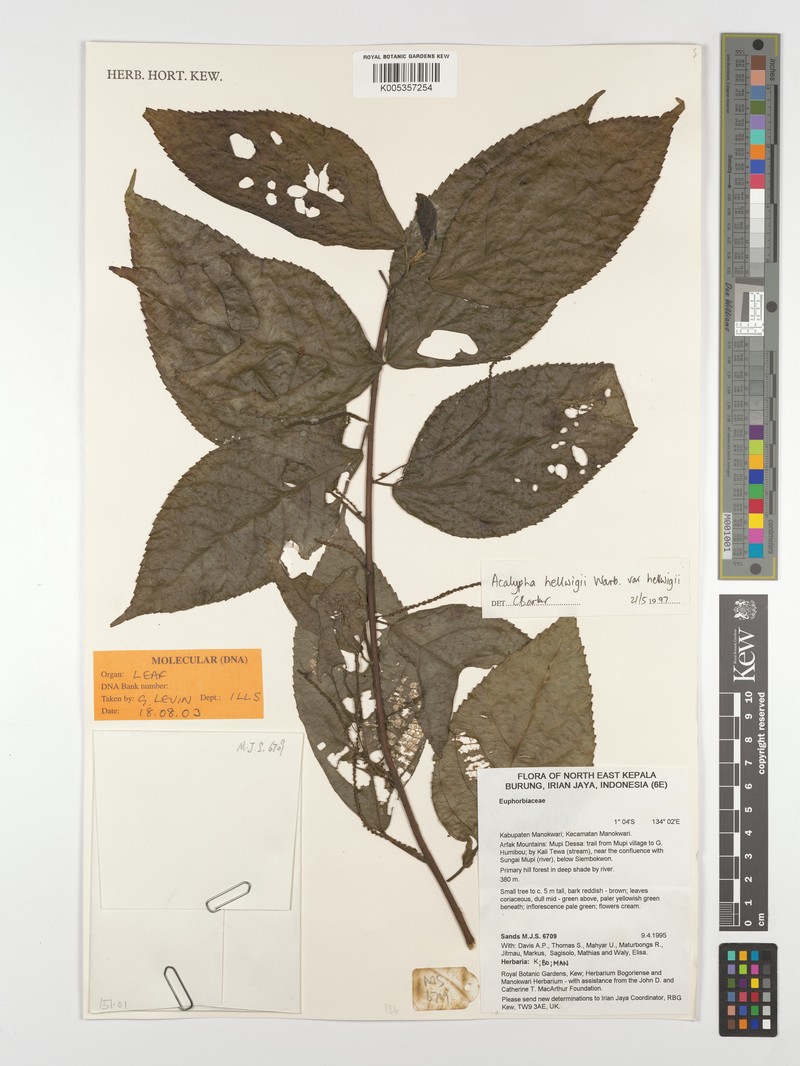 Acalypha hellwigii photo 5