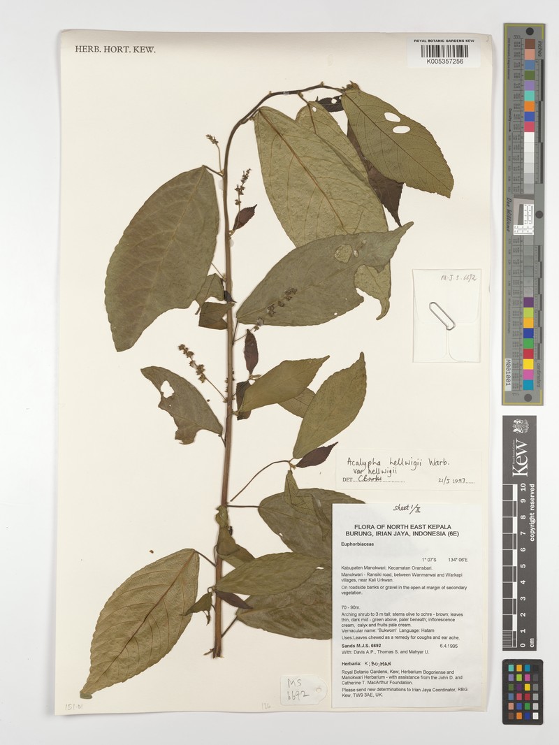 Acalypha hellwigii photo 6