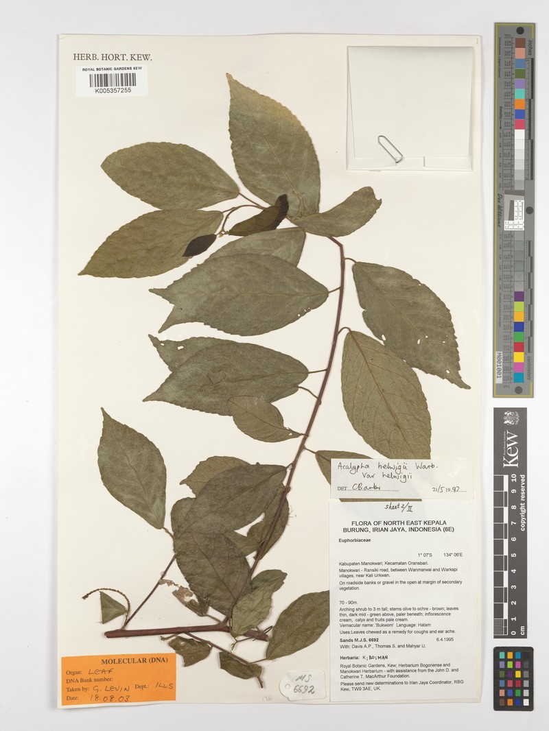 Acalypha hellwigii photo 7