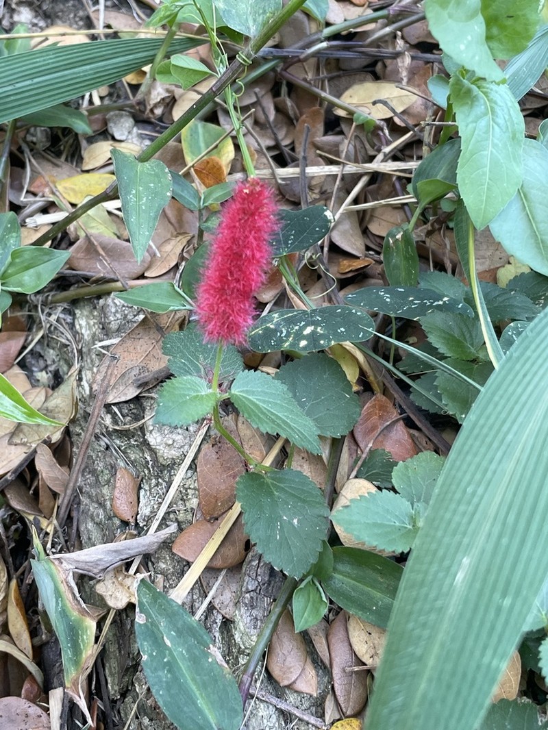 Acalypha herzogiana