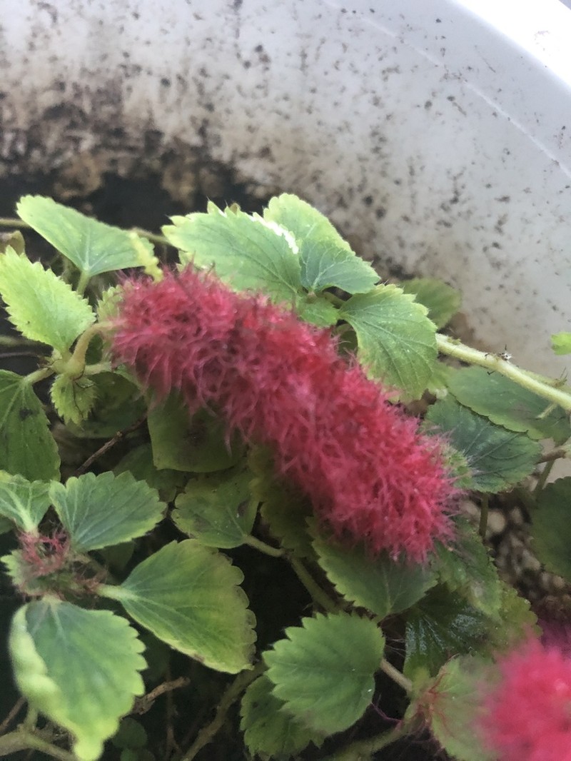 Acalypha herzogiana photo 2