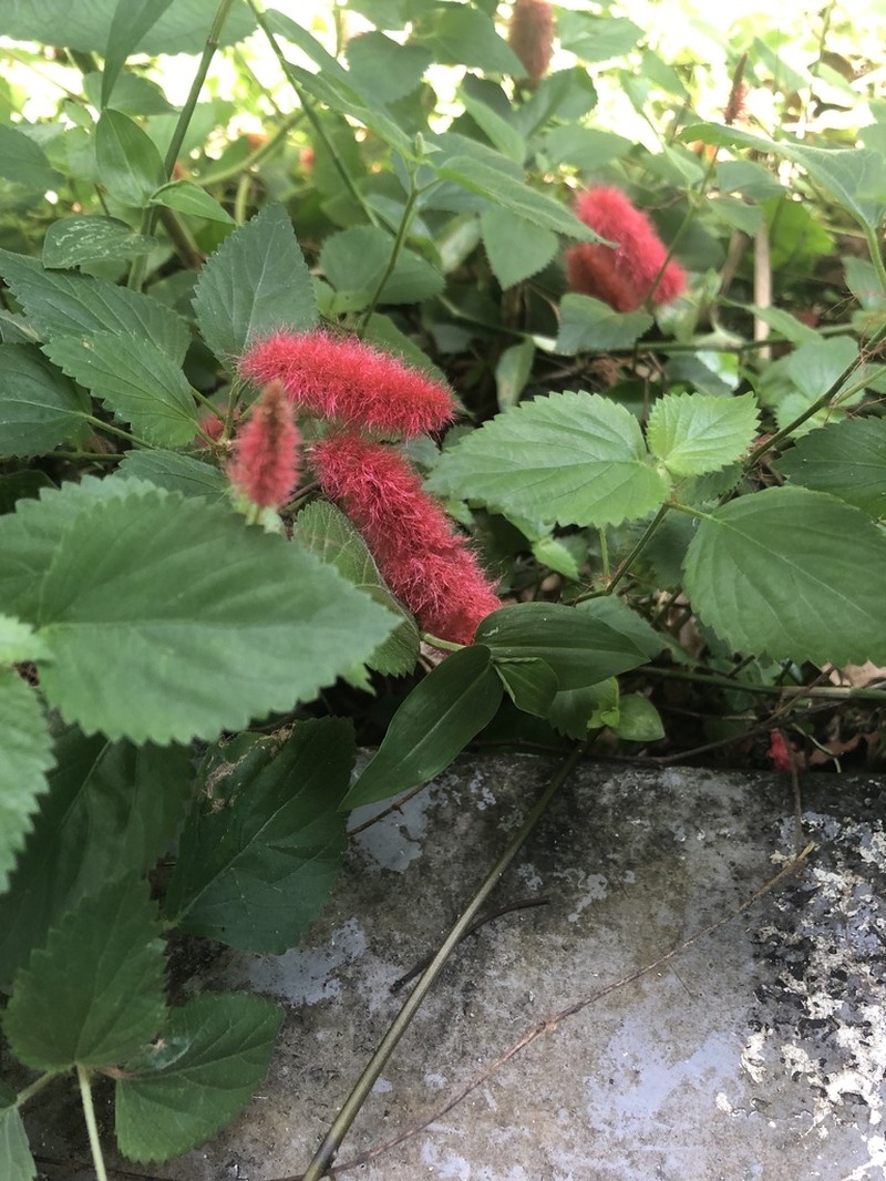 Acalypha herzogiana photo 3