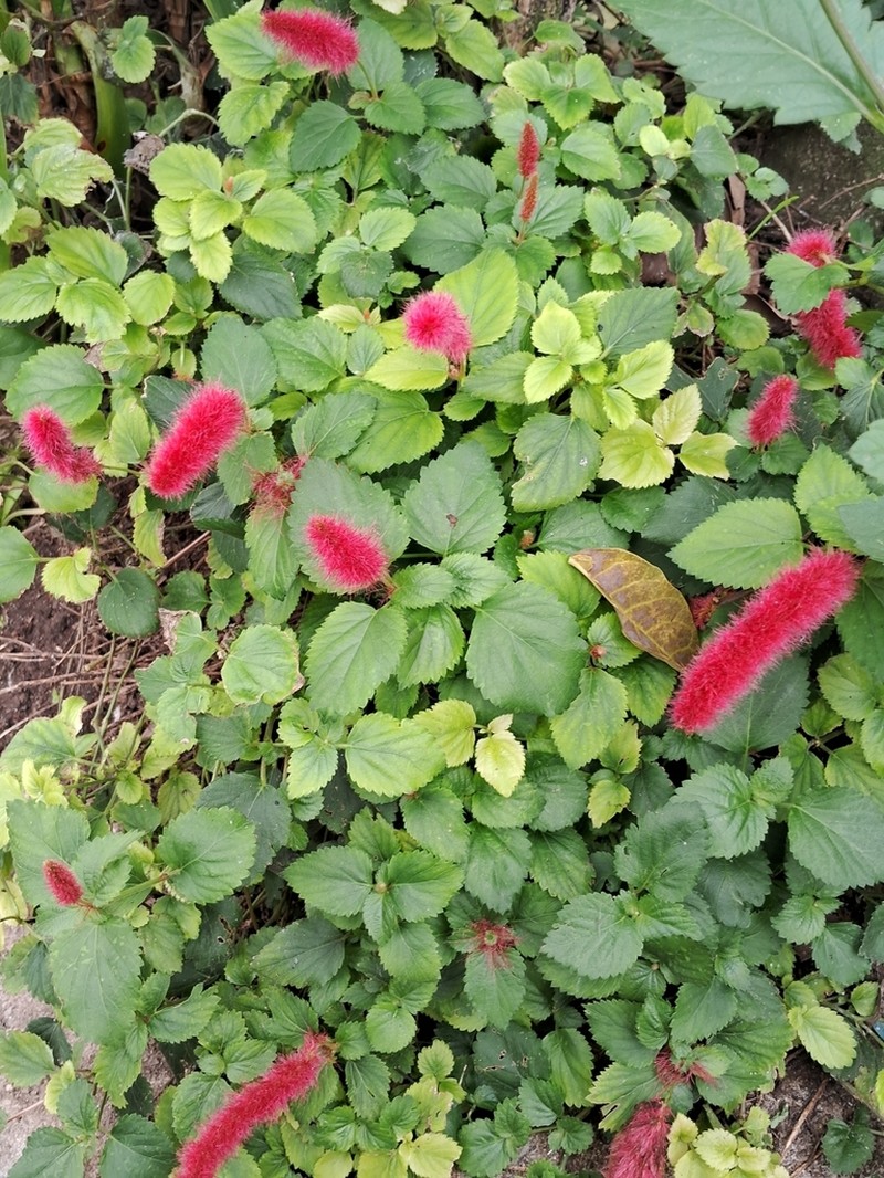 Acalypha herzogiana photo 4