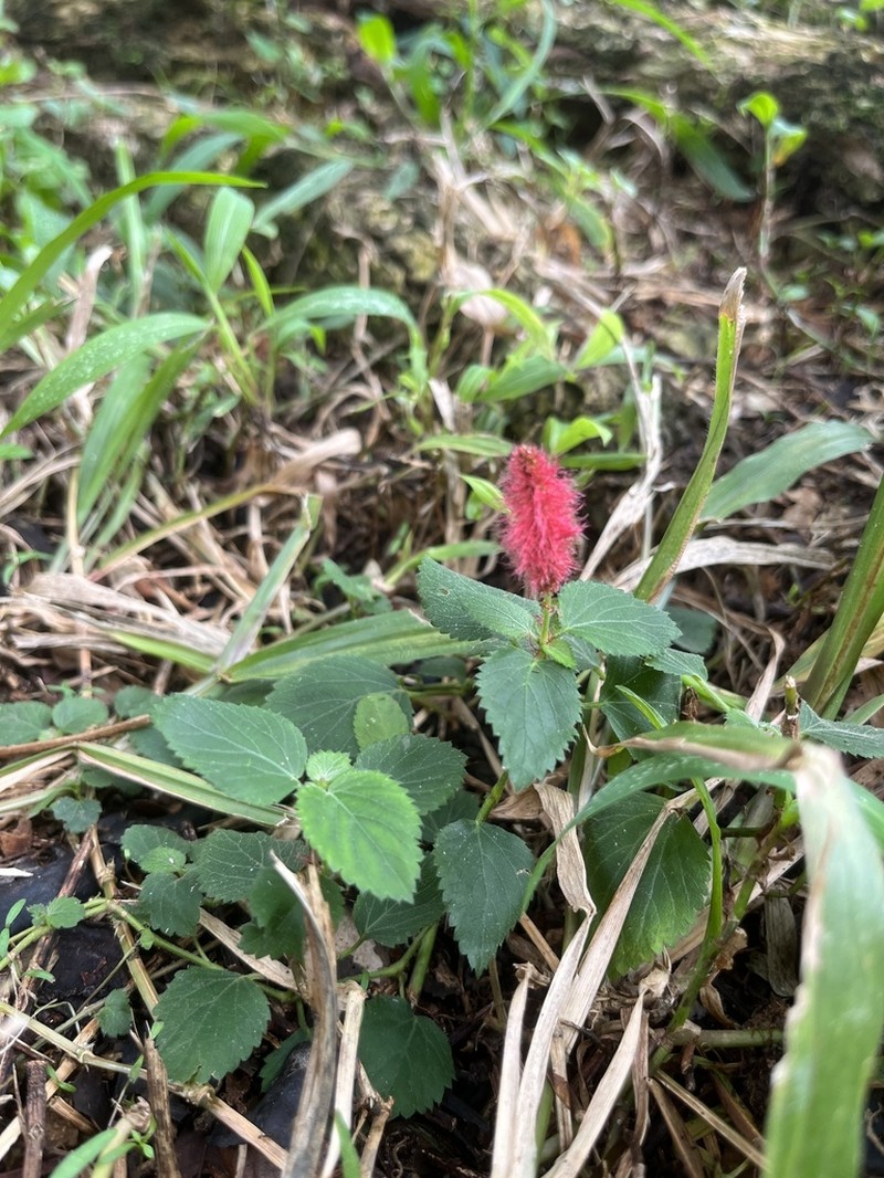 Acalypha herzogiana photo 5