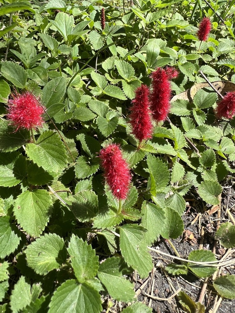Acalypha herzogiana photo 6